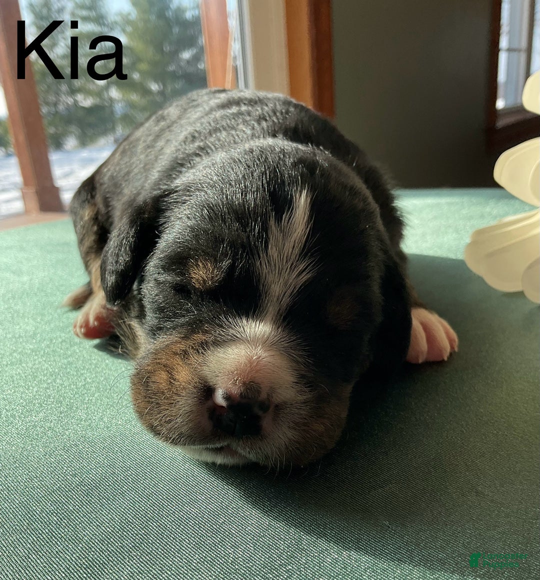 Mixed Breed dogs for sale: Kia - Ad 2