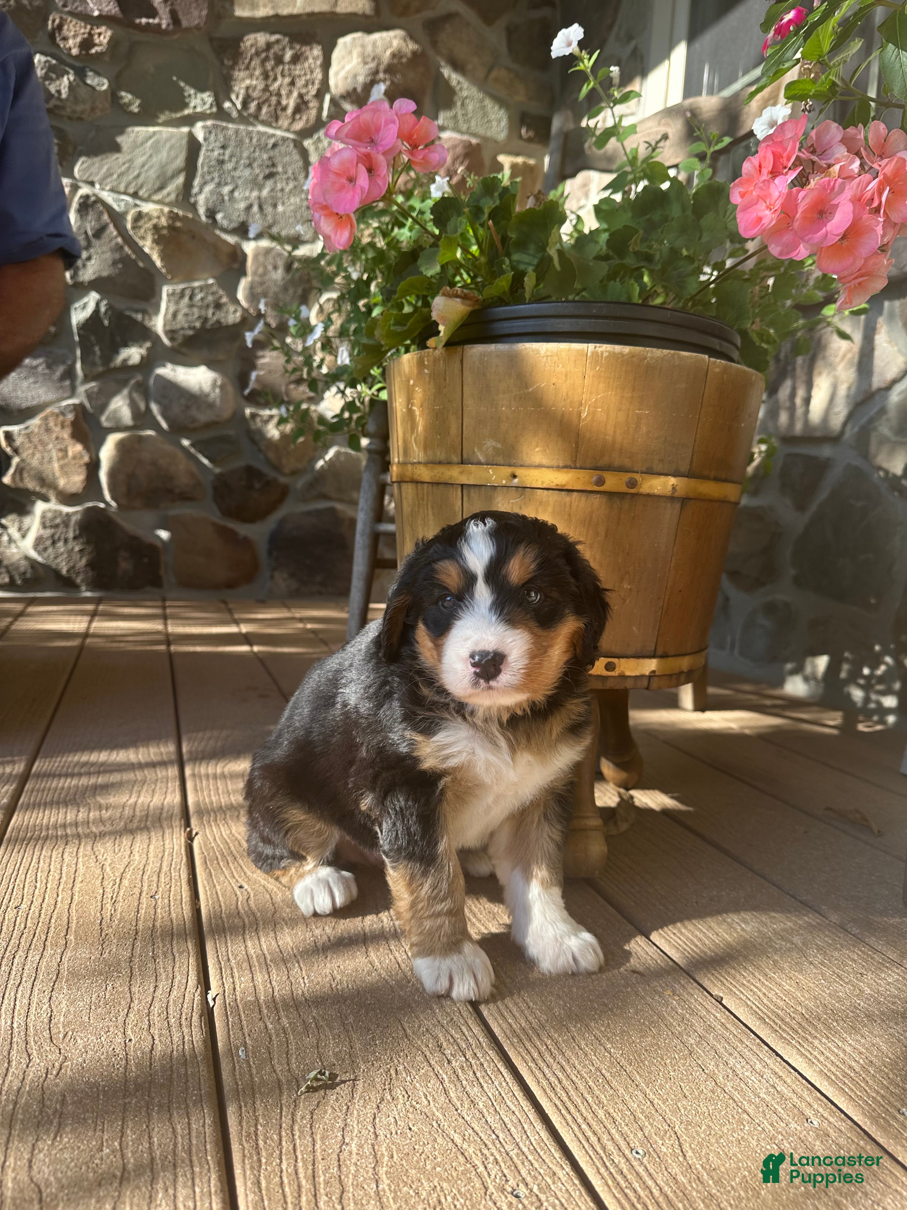 Mini Bernedoodle dogs for sale: Penne - Ad 2