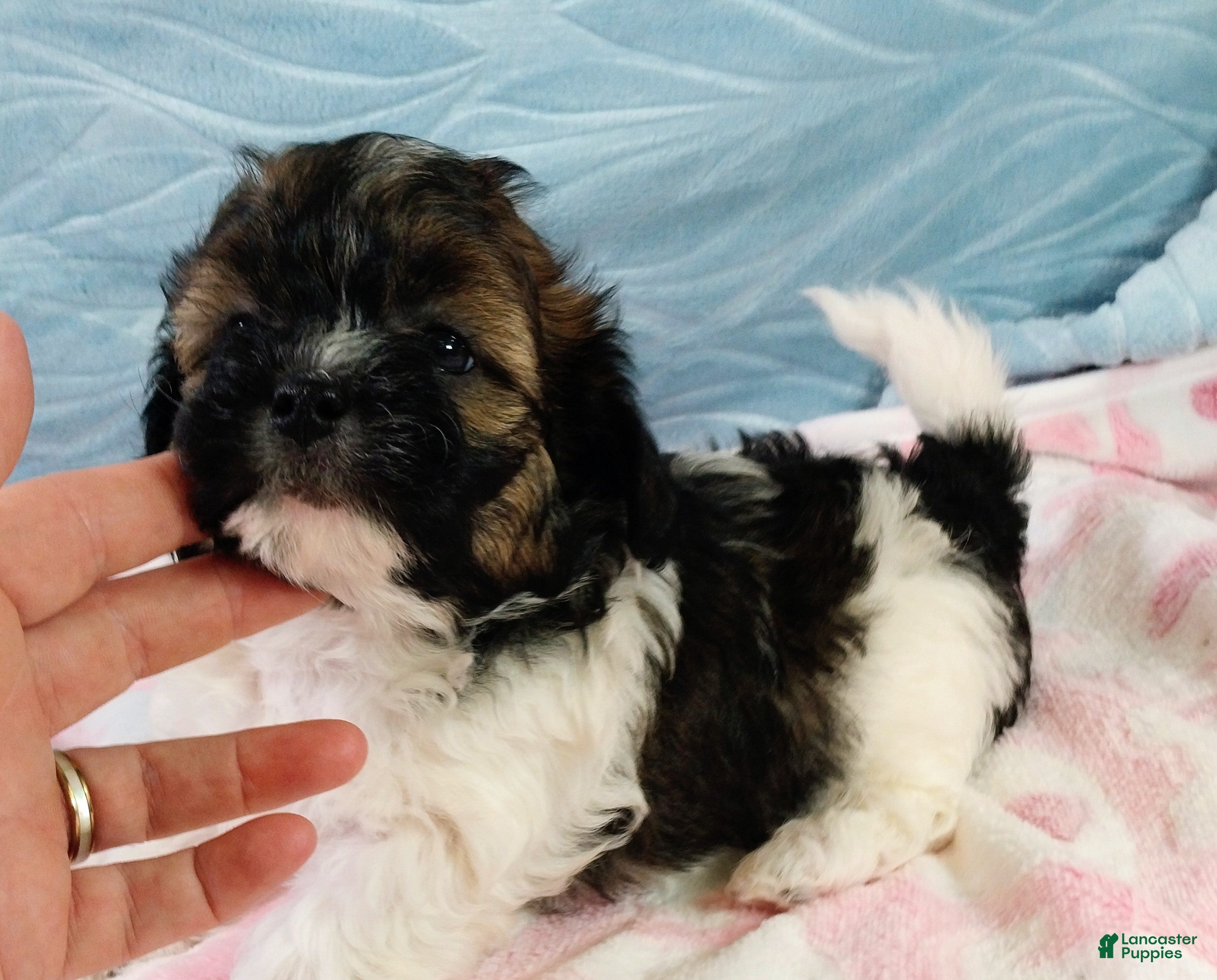 Shihpoo dogs Shihpoo Puppy 3 - Ad 2