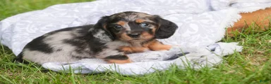 Avonlea Miniature Dachshund 