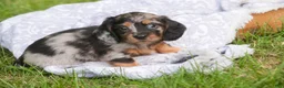 Miniature Dachshund dogs for sale: Avonlea Miniature Dachshund  - Ad 1