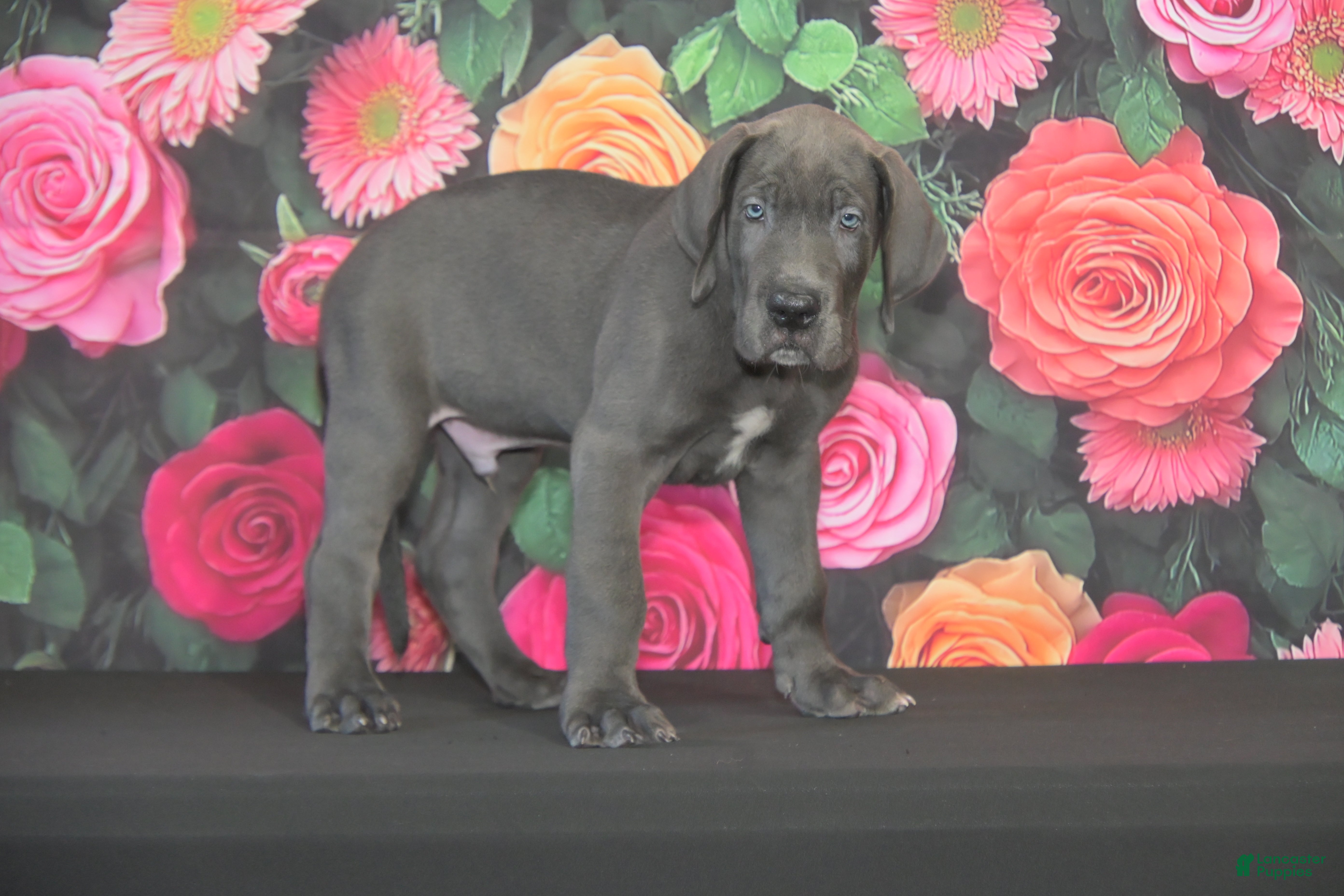 Great Dane dogs Great Dane 2 - Ad 10