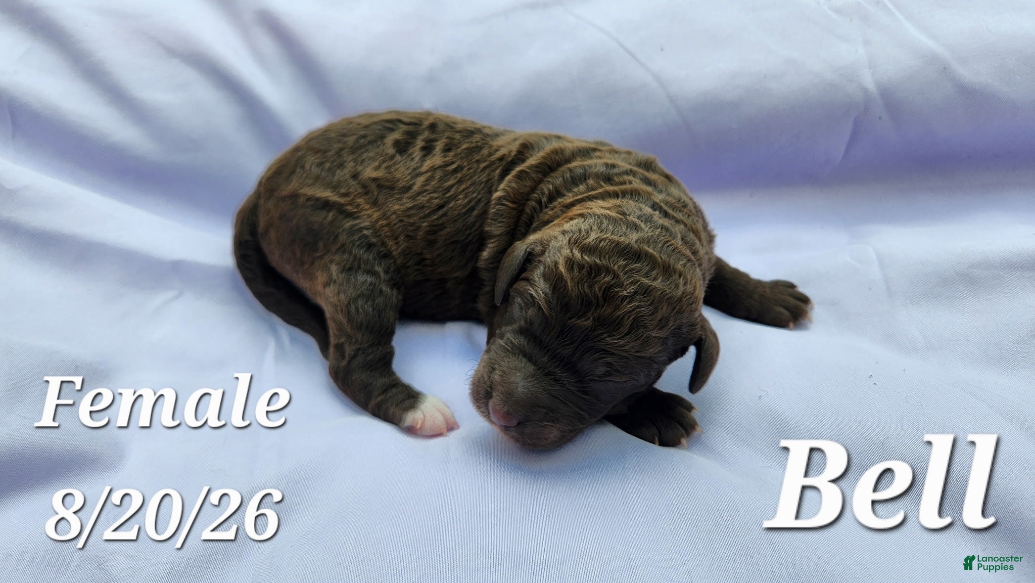 Labradoodle dogs Bell - Ad 1