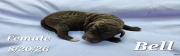 Labradoodle dogs for sale: Bell - Ad 1