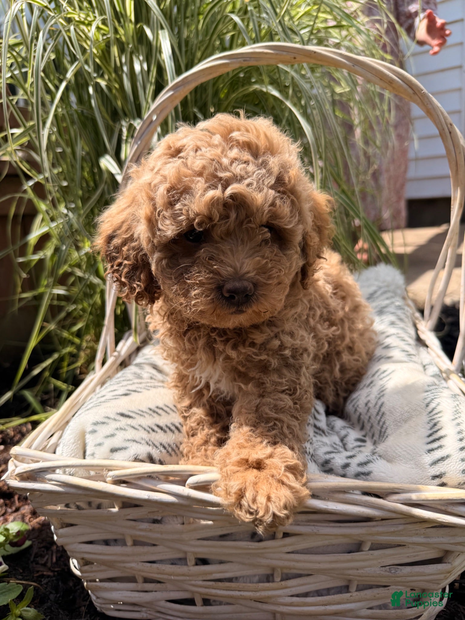 Mini Goldendoodle dogs Bingo  - Ad 40