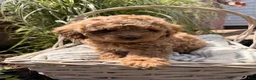 Mini Goldendoodle dogs for sale: Bingo  - Ad 1