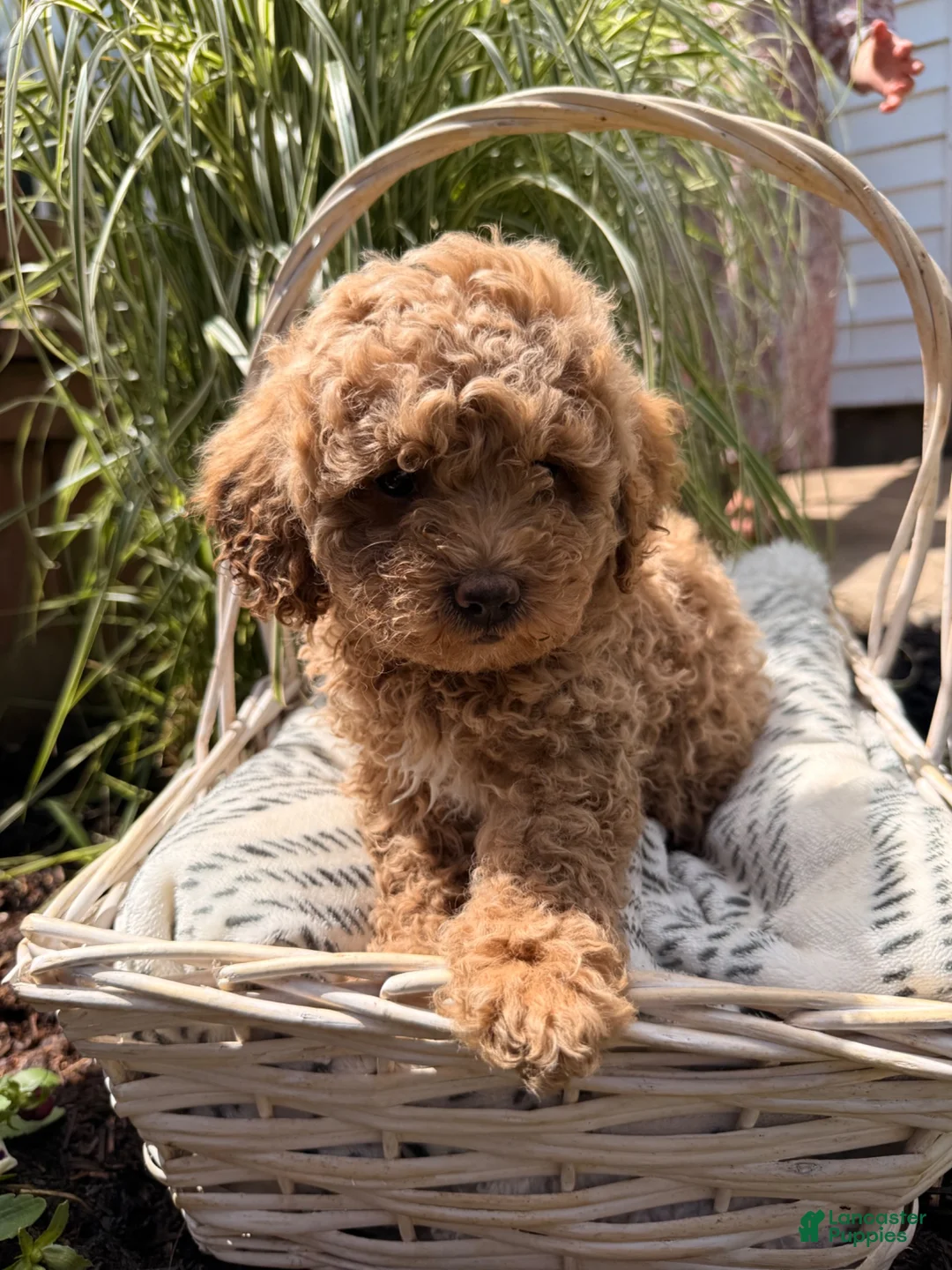 Mini Goldendoodle dogs for sale: Bingo  - Ad 1