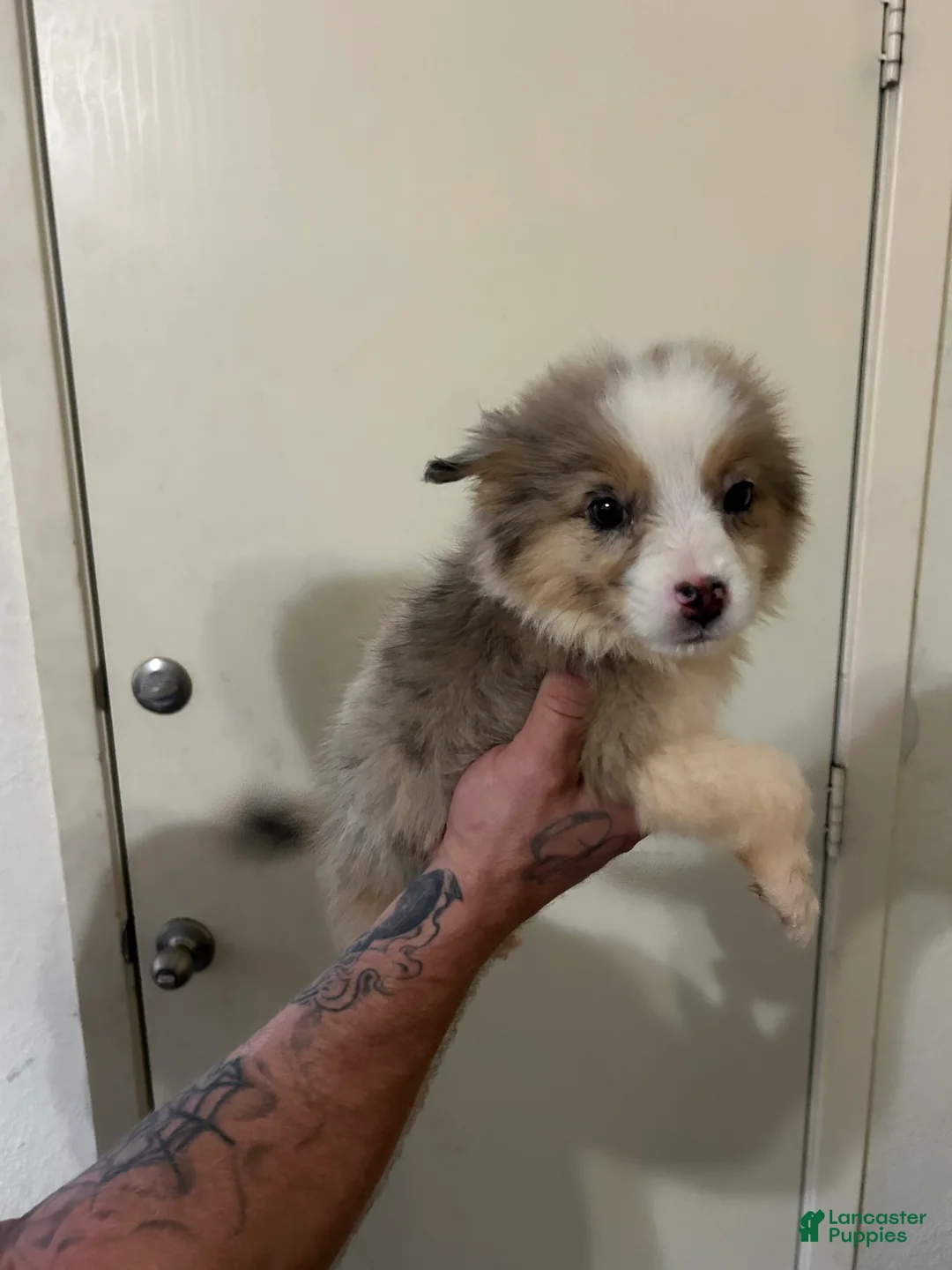 Australian Shepherd dogs for sale: Sky - Ad 1