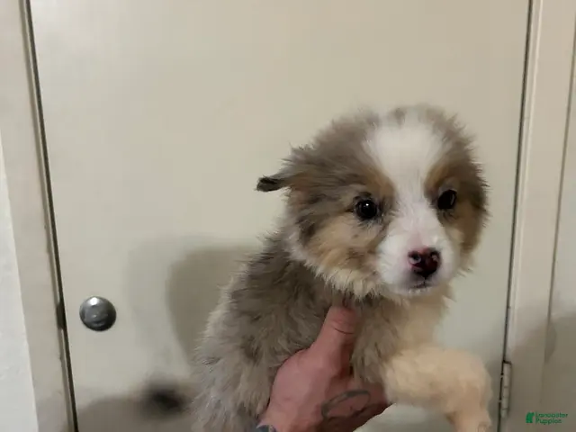 Australian Shepherd dogs for sale: Sky - Ad 39