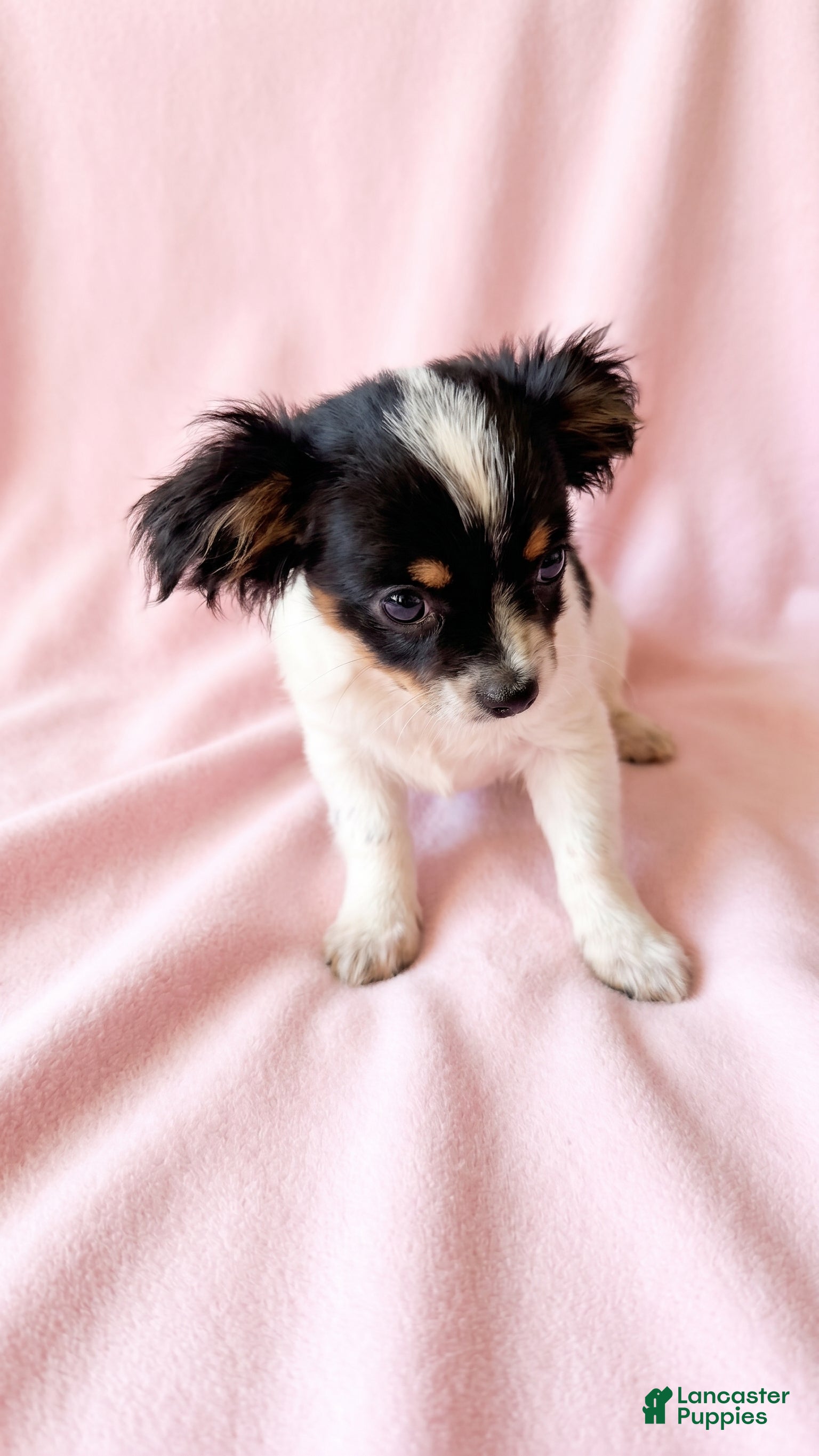 Mixed Breed dogs for sale: Piper - Ad 2