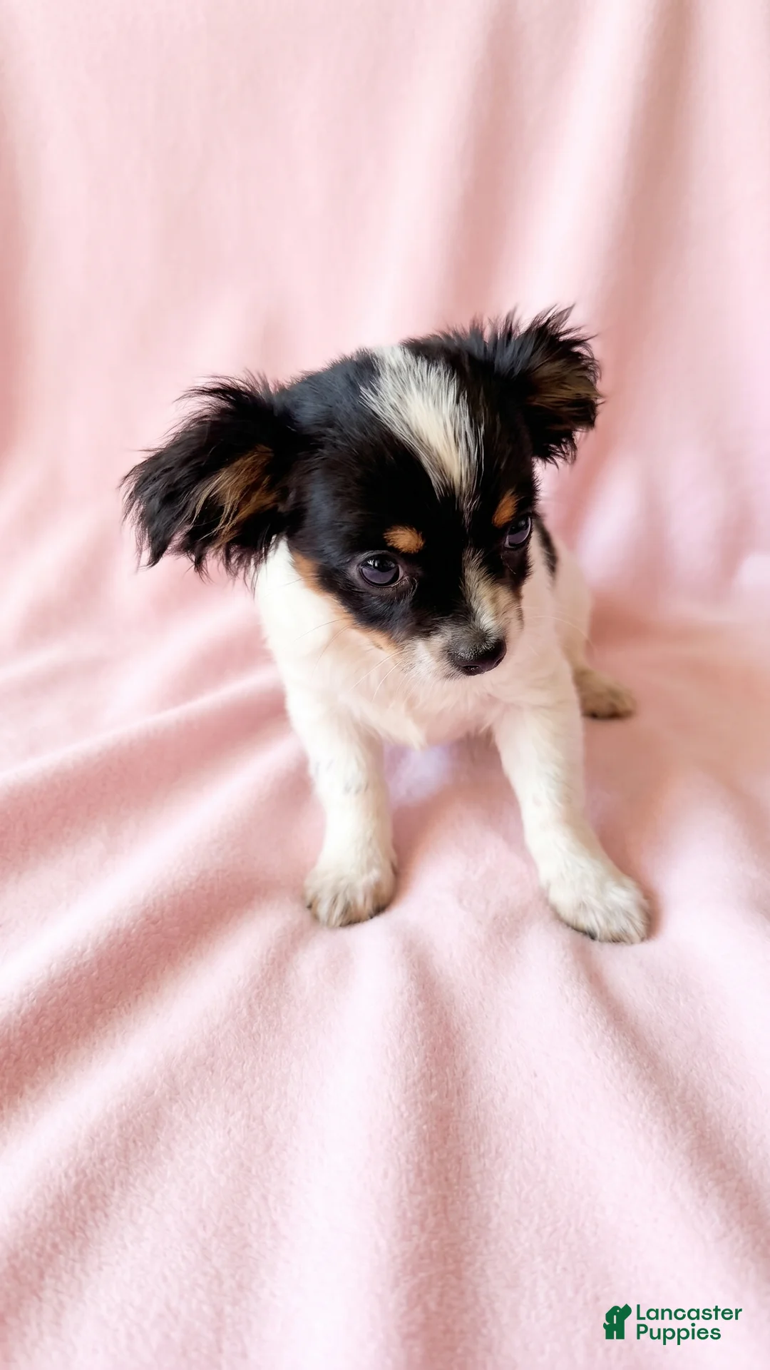 Mixed Breed dogs for sale: Piper - Ad 2