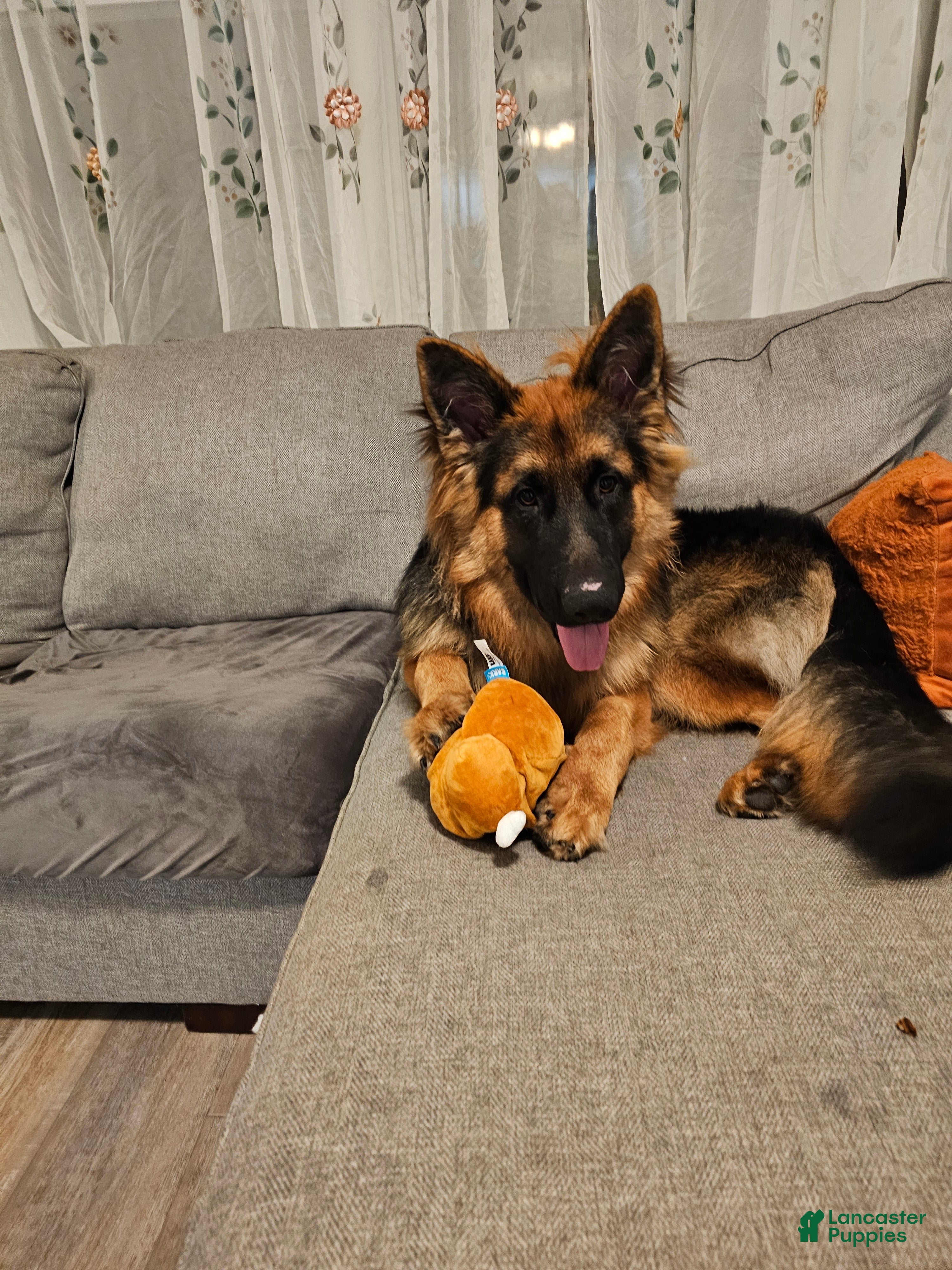 German Shepherd dogs German Shepherd  puppys  - Ad 2