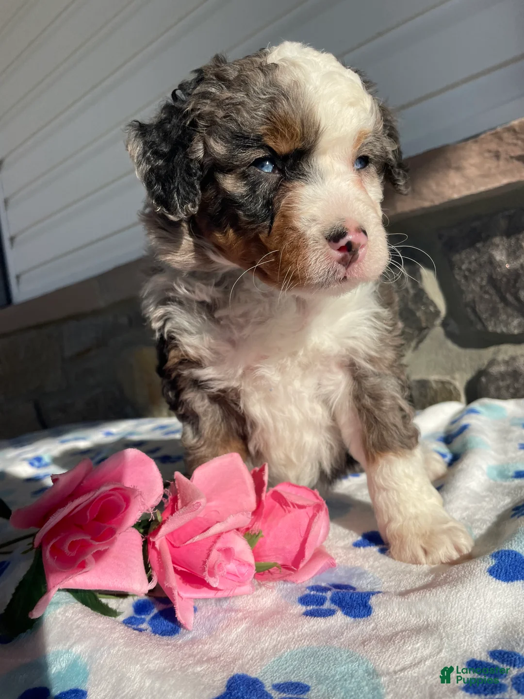 Mini Bernedoodle dogs for sale: Hazel - Ad 2