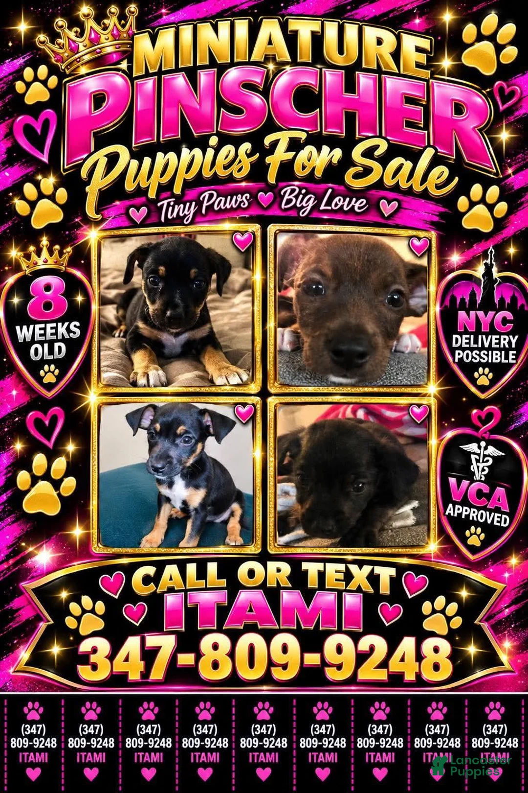 Mixed Breed dogs for sale: Goose  - Ad 4