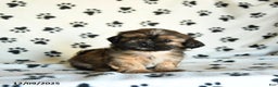 Shih Tzu dogs for sale: Paws - Ad 1