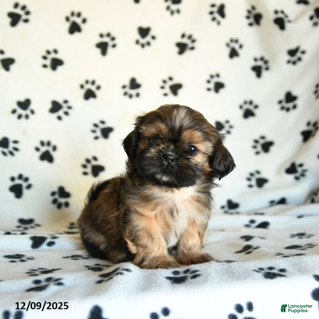 Shih Tzu dogs for sale: Paws - Ad 1
