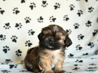 Shih Tzu dogs Paws - Ad 6