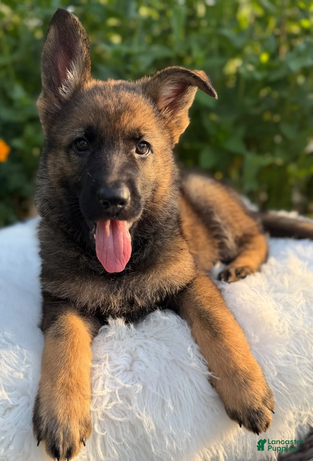 German Shepherd dogs for sale: Remi - Ad 11