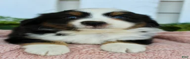 Miniature Australian Shepherd 3