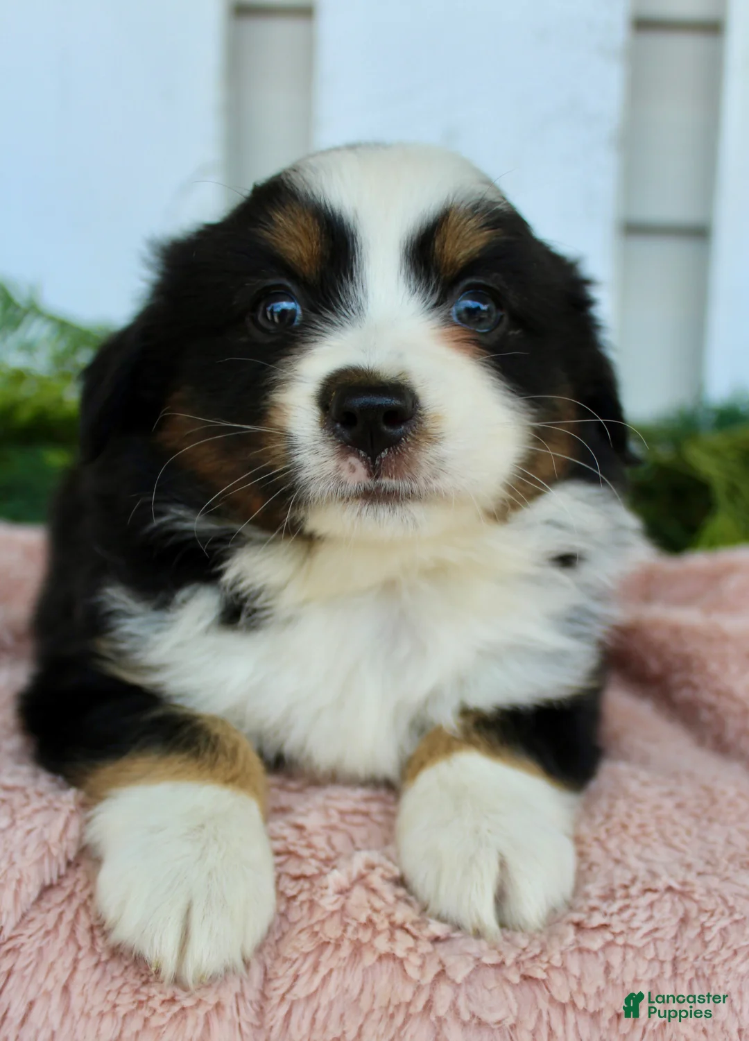 Miniature Australian Shepherd dogs for sale: Miniature Australian Shepherd 3 - Ad 1