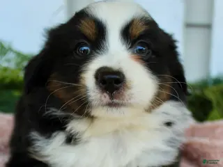 Miniature Australian Shepherd dogs Miniature Australian Shepherd 3 - Ad 5