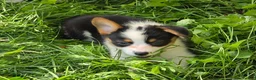 Welsh Corgi Pembroke dogs for sale: Oreo girl  - Ad 11
