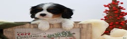 Cavalier King Charles Spaniel dogs for sale: Kye - Ad 18