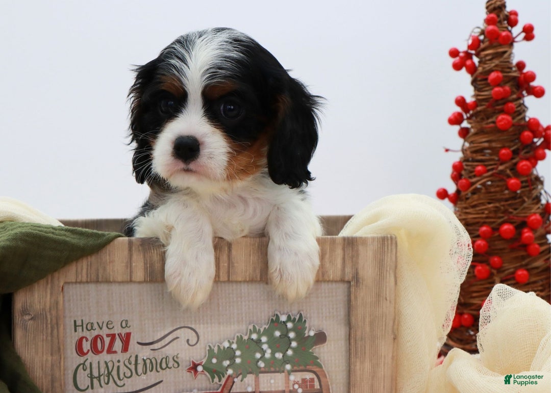 Cavalier King Charles Spaniel dogs for sale: Kye - Ad 18