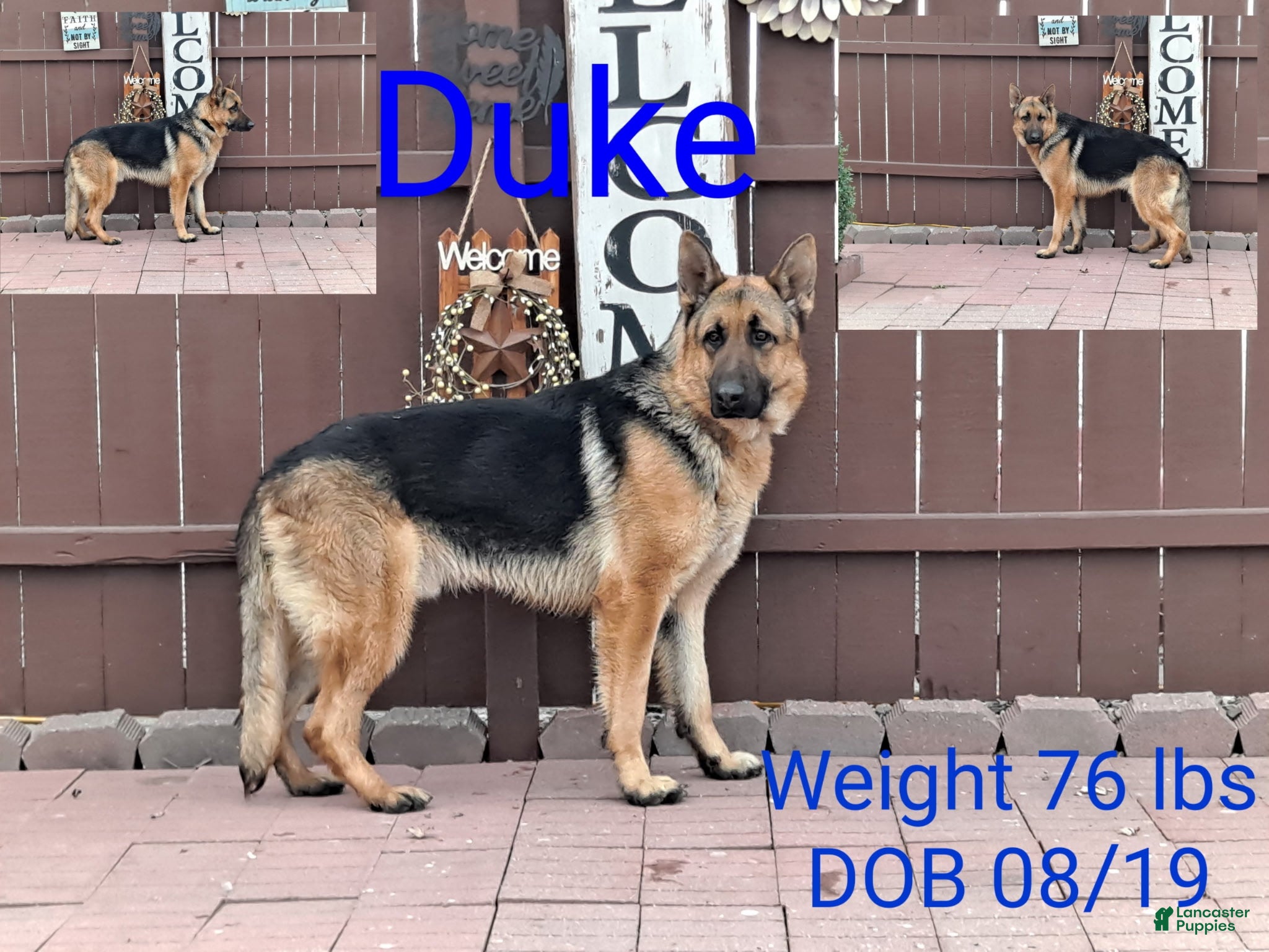 Duke