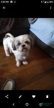 Shih Tzu dogs Shih Tzu 3 - Ad 2