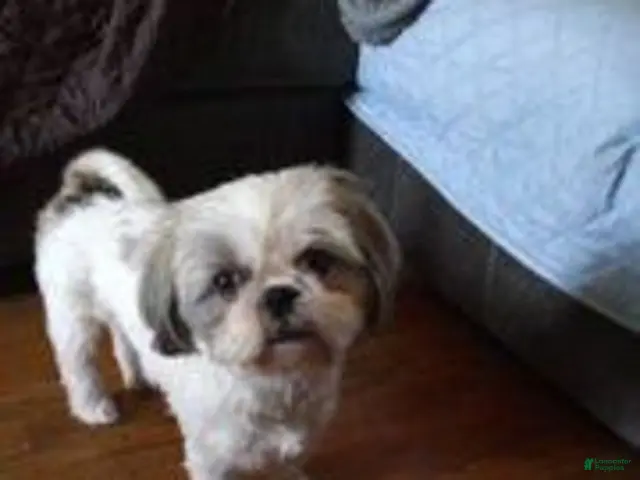 Shih Tzu dogs Shih Tzu 3 - Ad 2