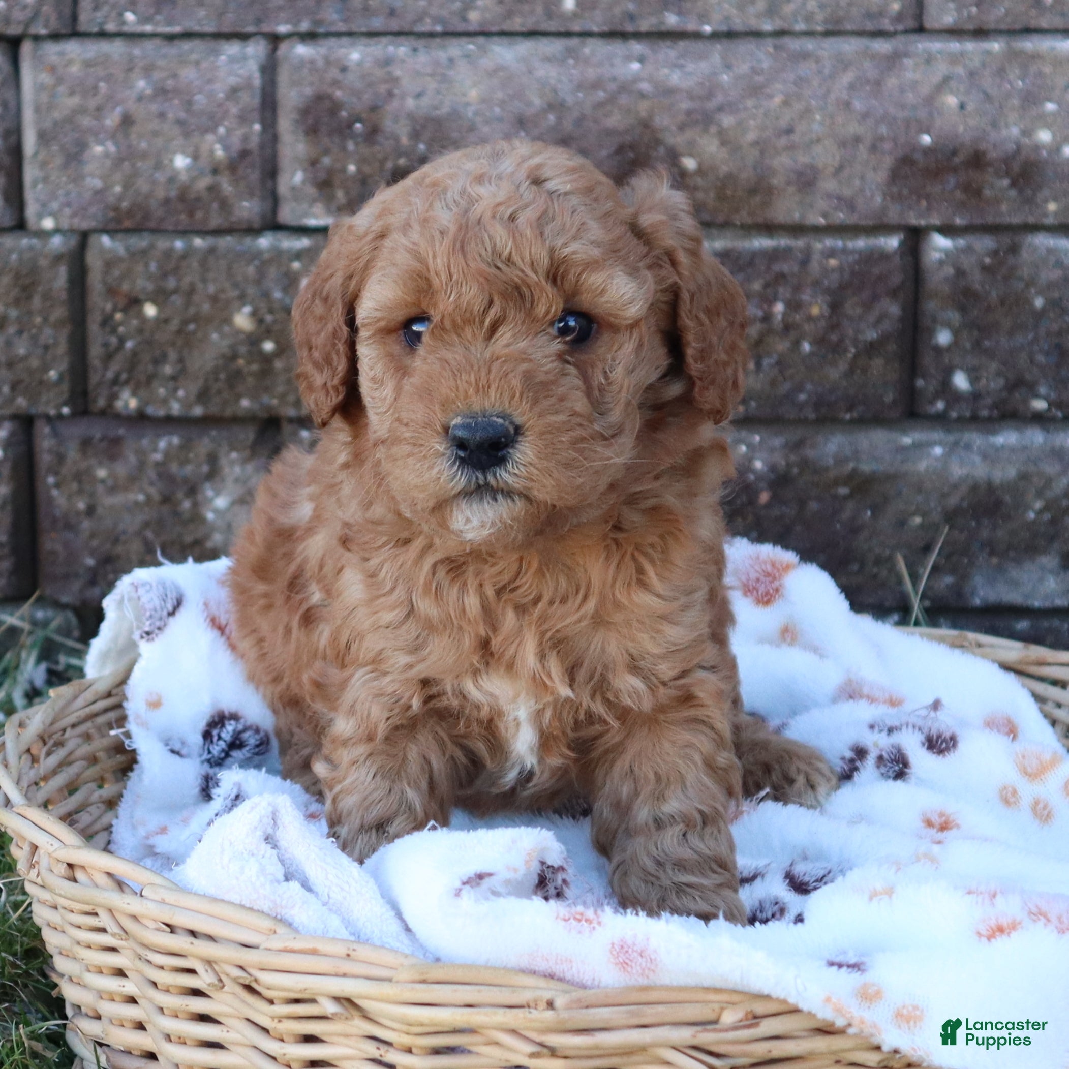 Mini Goldendoodle dogs Cassie - Ad 1