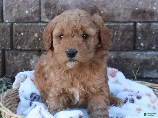 Mini Goldendoodle dogs for sale: Cassie - Ad 3