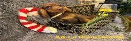 Miniature Dachshund dogs for sale: Miniature Dachshund Puppy 2 - Ad 6
