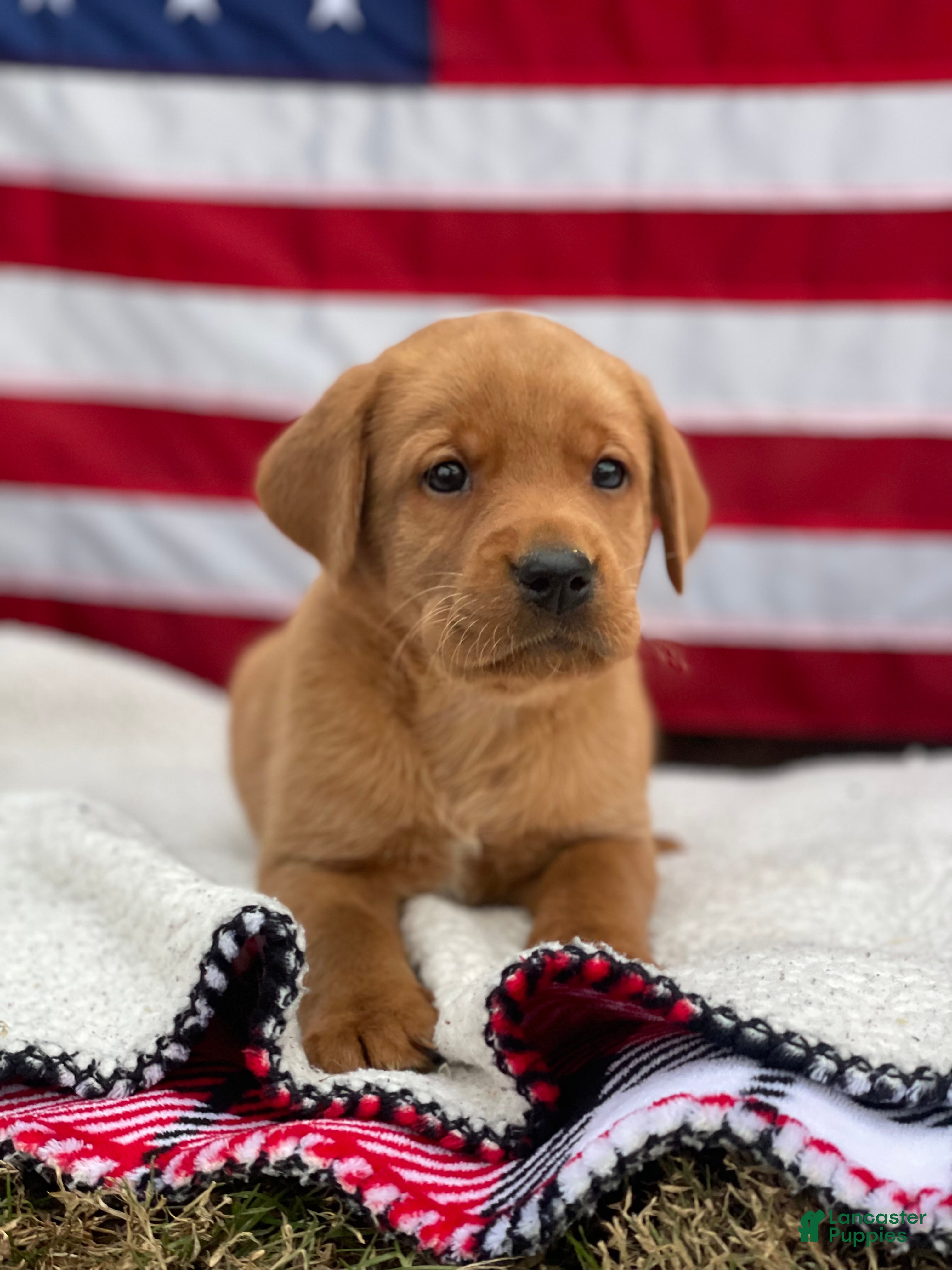 Labrador Retriever dogs Mason - Ad 30