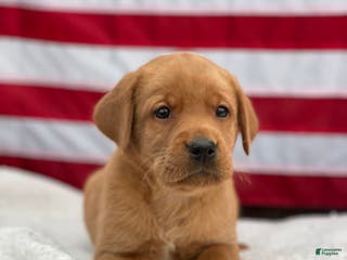 Labrador Retriever dogs Mason - Ad 26