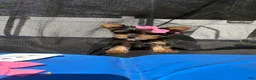 Yorkshire Terrier dogs for sale: Toy nella - Ad 2