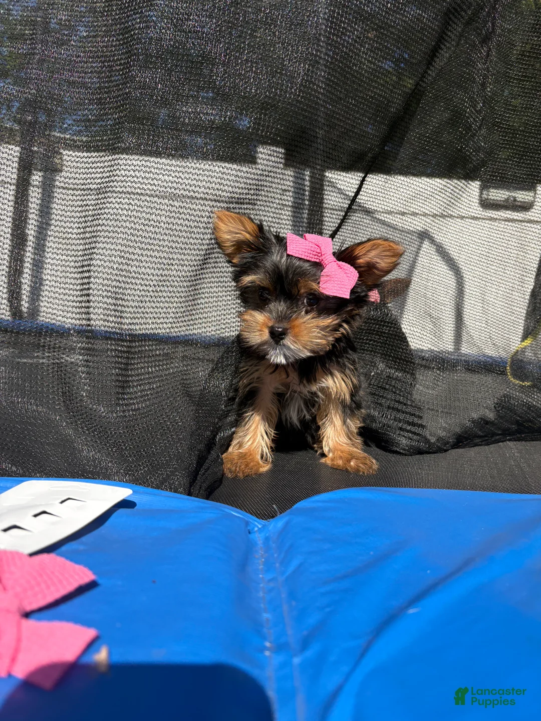 Yorkshire Terrier dogs for sale: Toy nella - Ad 2
