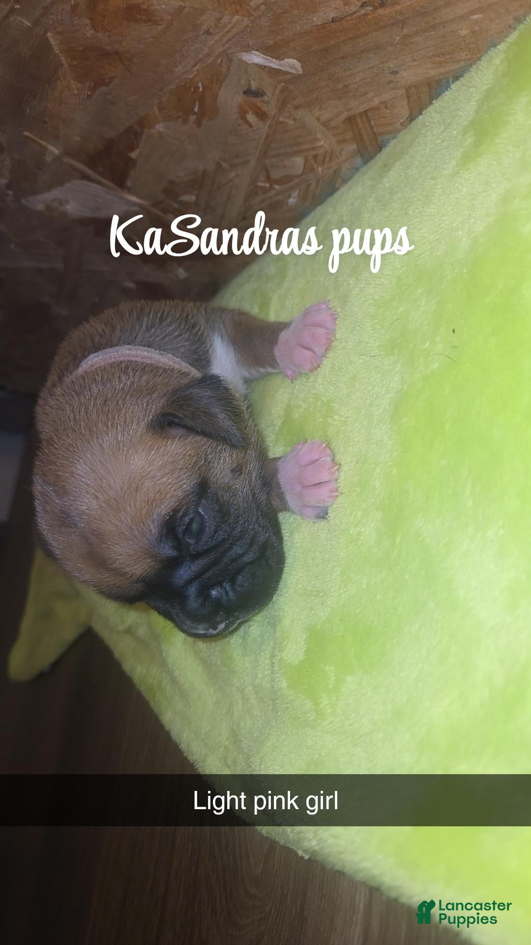 Boxer dogs for sale: Boxer 5 - Ad 4