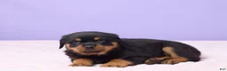 Rottweiler dogs for sale: Igor - Ad 5