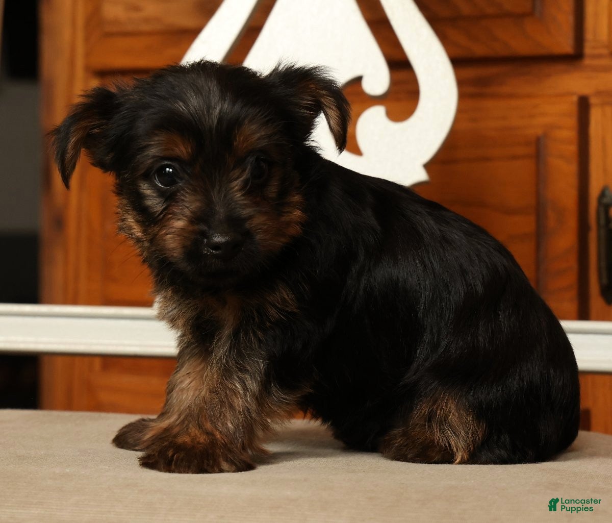 Yorkshire Terrier dogs Leo - Ad 2