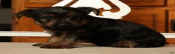 Yorkshire Terrier dogs for sale: Leo - Ad 2