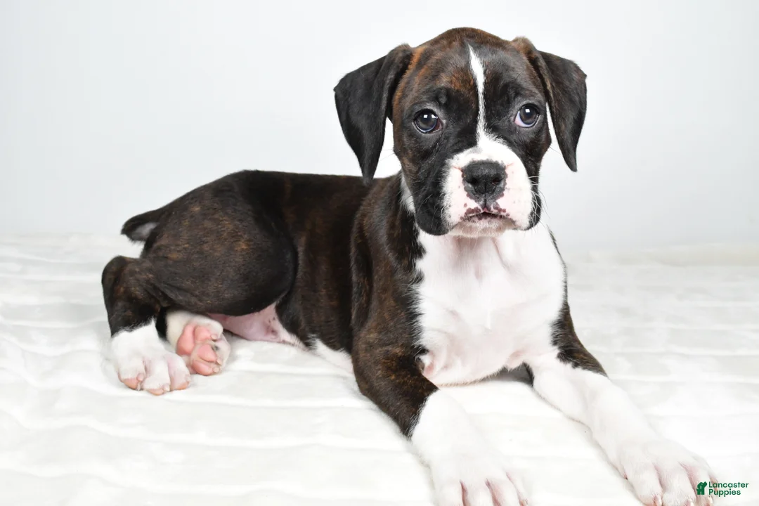 Boxer dogs for sale: Dena - Ad 11