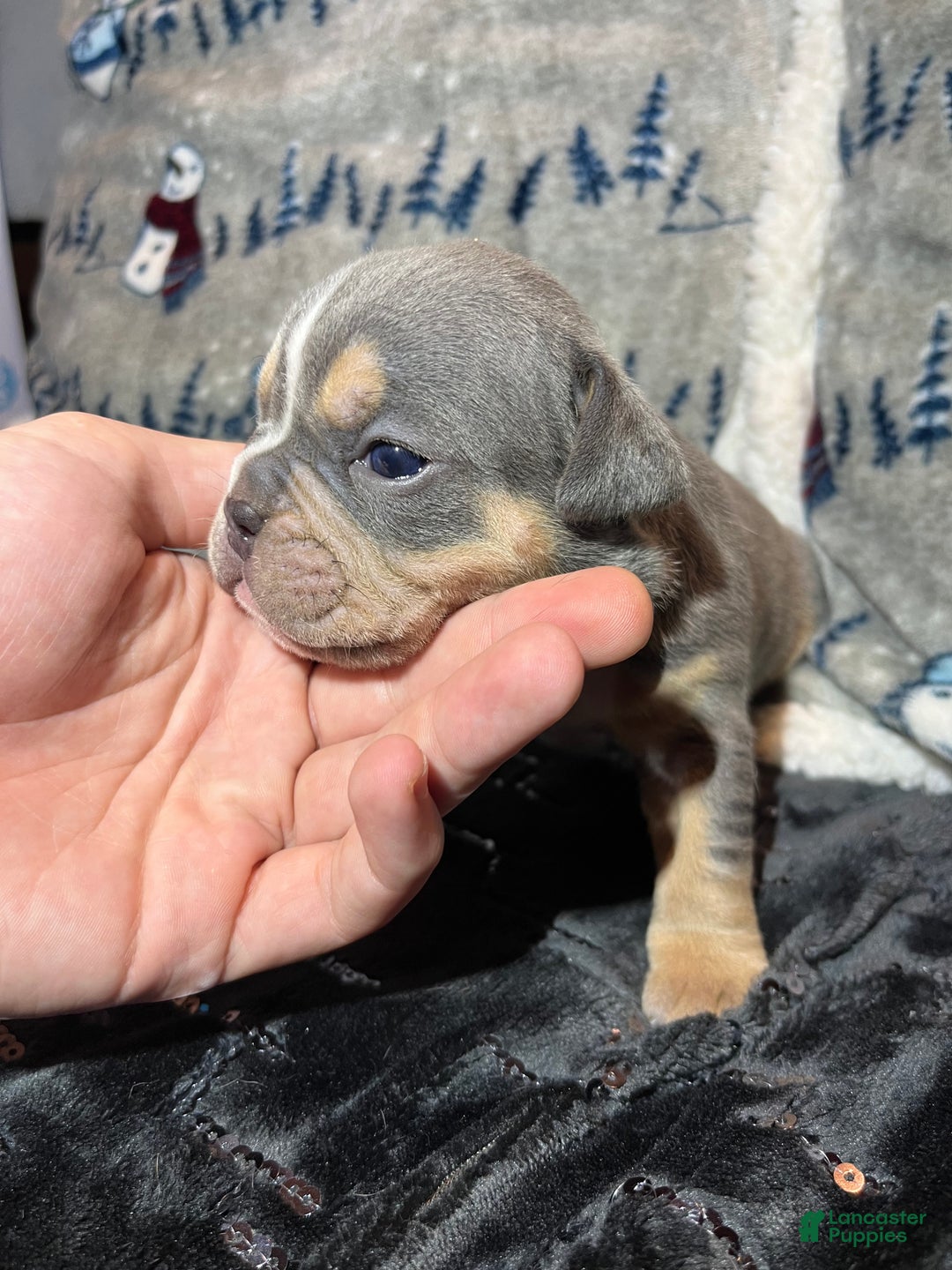 Olde English Bulldogge dogs for sale: Grizz - Ad 4