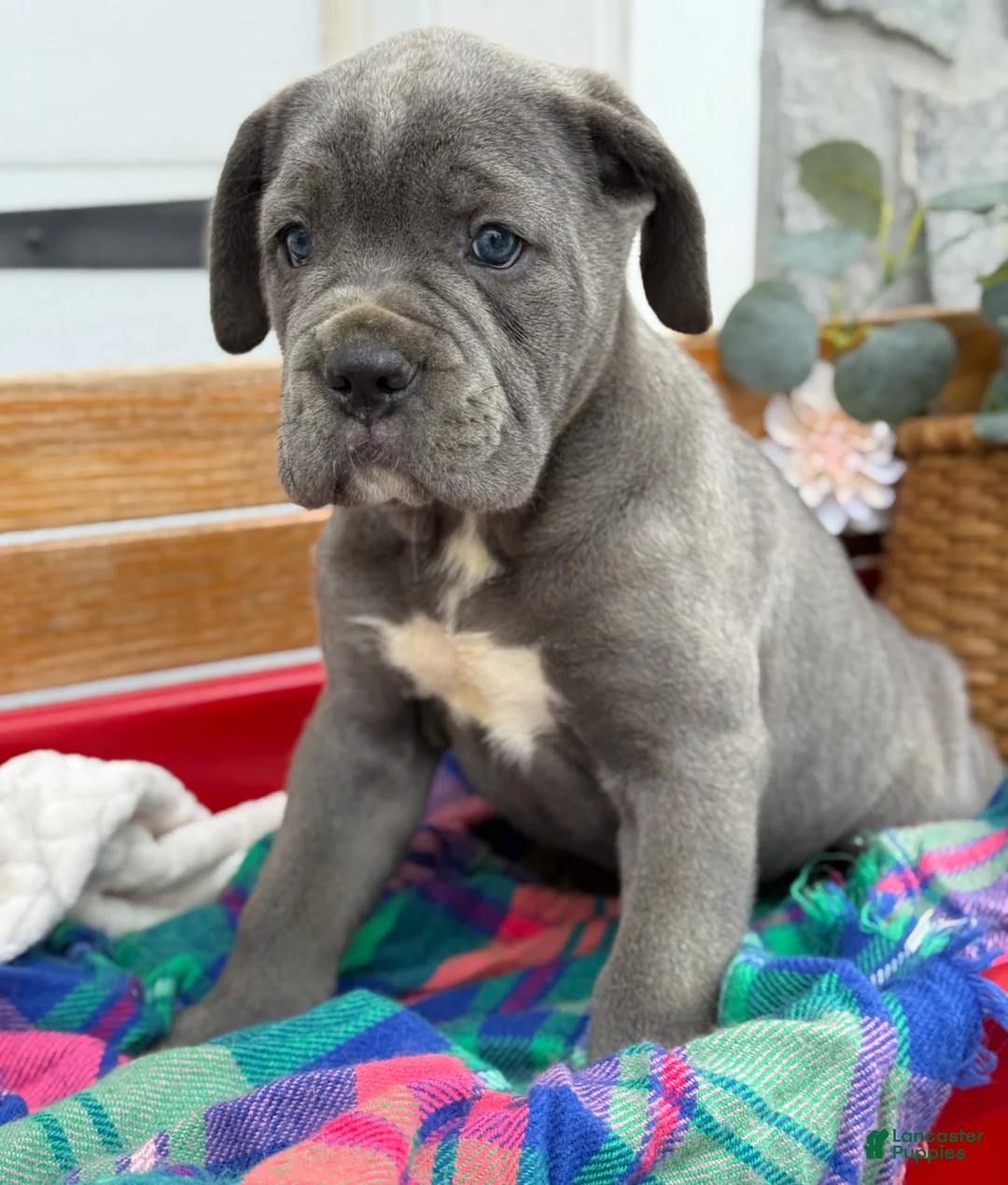 Cane Corso dogs for sale: Abby - Ad 9
