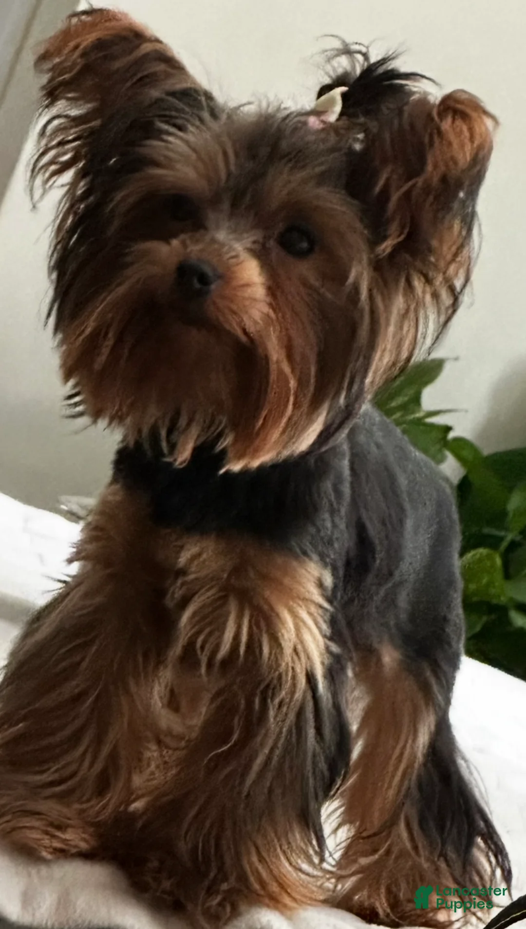 Yorkshire Terrier dogs for sale: Jack  - Ad 4