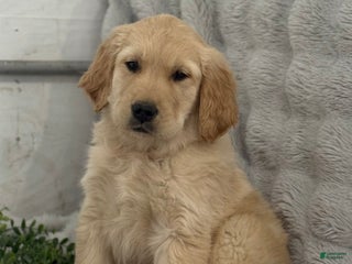 Golden Retriever dogs Jingle Bells - Ad 1