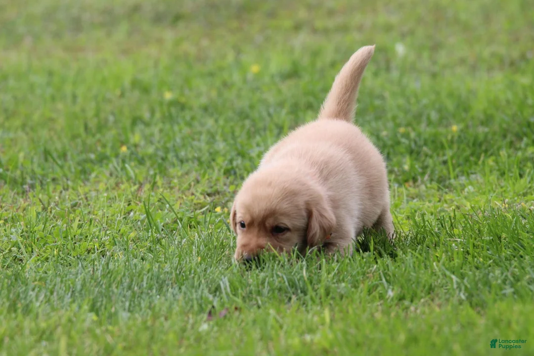 Labrador Retriever dogs for sale: Labrador Retriever 1 - Ad 5