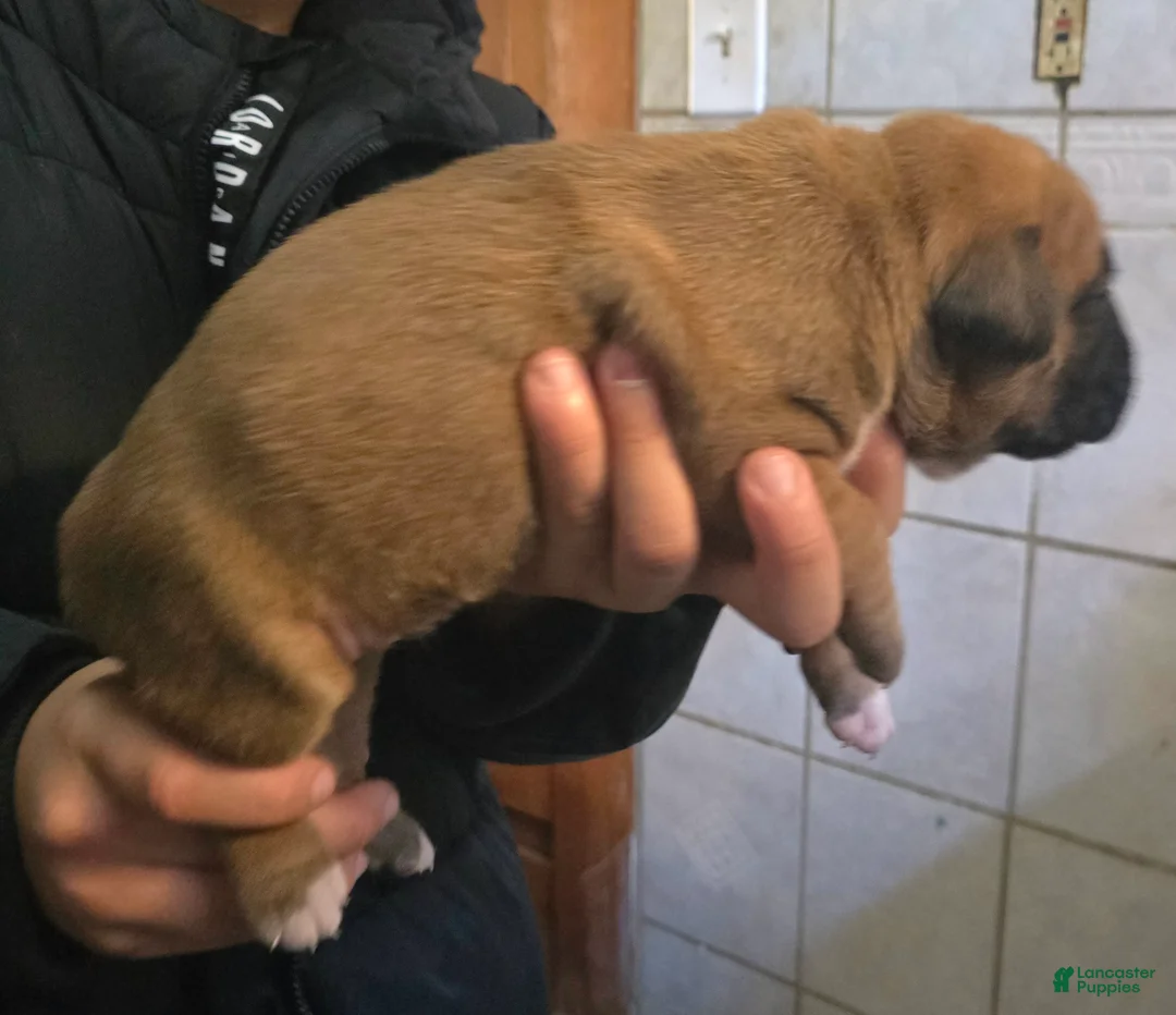 Boxer dogs for sale: Xena - Ad 2