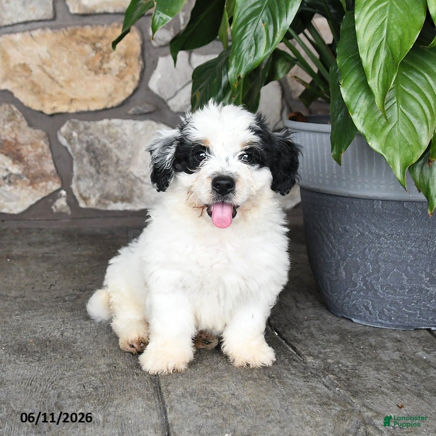 Mini Bernedoodle dogs Randy - Ad 1